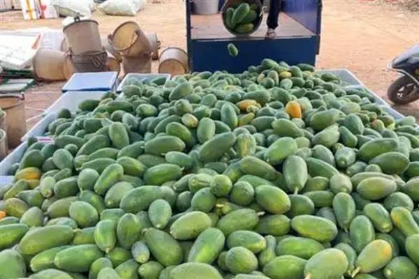 当前种植木瓜能否赚钱，前景较好且效益稳定