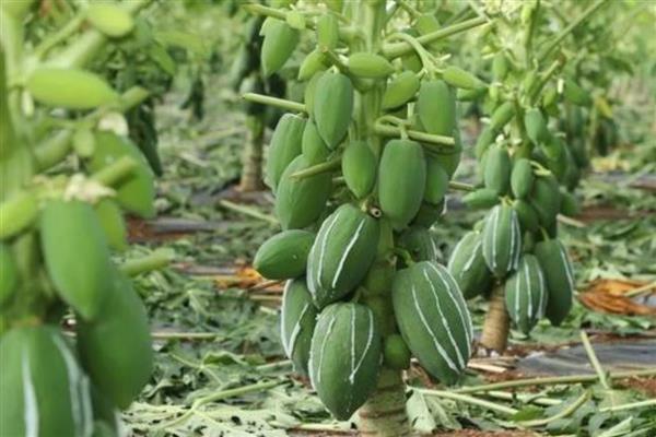 当前种植木瓜能否赚钱，前景较好且效益稳定