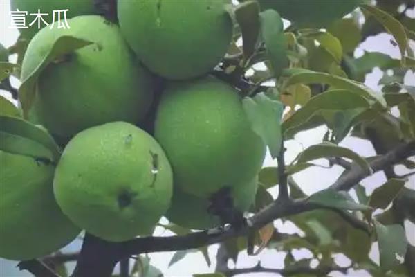 当前种植木瓜能否赚钱，前景较好且效益稳定