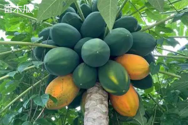 当前种植木瓜能否赚钱，前景较好且效益稳定