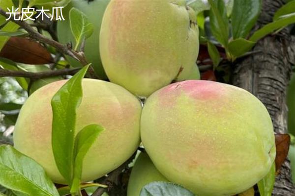 当前种植木瓜能否赚钱，前景较好且效益稳定