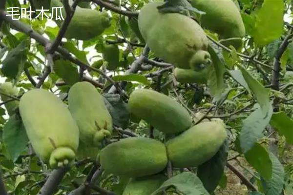 当前种植木瓜能否赚钱，前景较好且效益稳定