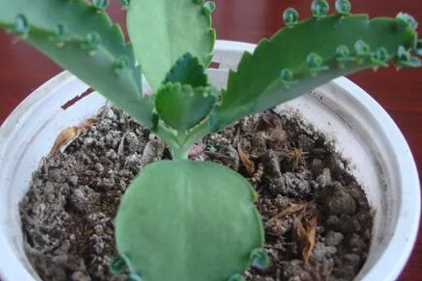 落地生根叶子发软如何处理，缺光时每天晒光不能低于6小时