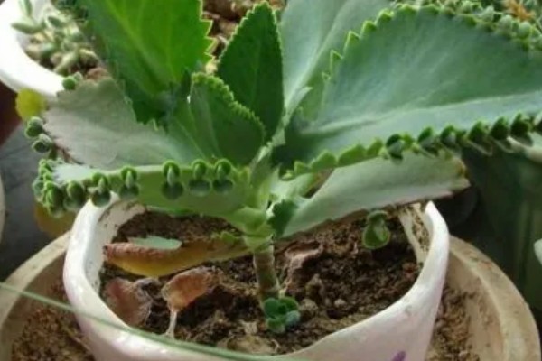 落地生根叶子发软如何处理，缺光时每天晒光不能低于6小时