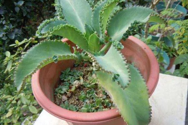 落地生根叶子发软如何处理，缺光时每天晒光不能低于6小时