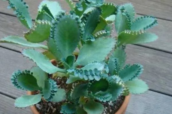 落地生根叶子发软如何处理，缺光时每天晒光不能低于6小时