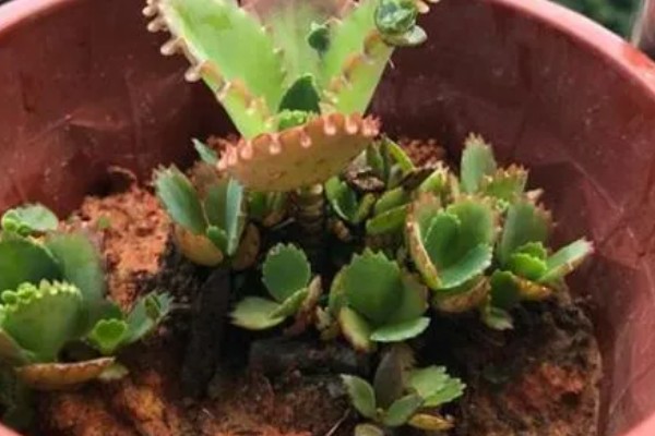 落地生根叶子发软如何处理，缺光时每天晒光不能低于6小时