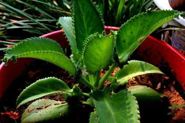 落地生根叶子发软如何处理，缺光时每天晒光不能低于6小时