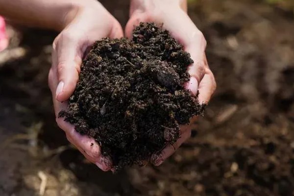 怎么种小麦,播种前一定要进行催芽处理和拌种