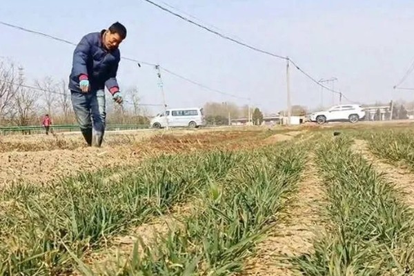 怎么种小麦,播种前一定要进行催芽处理和拌种