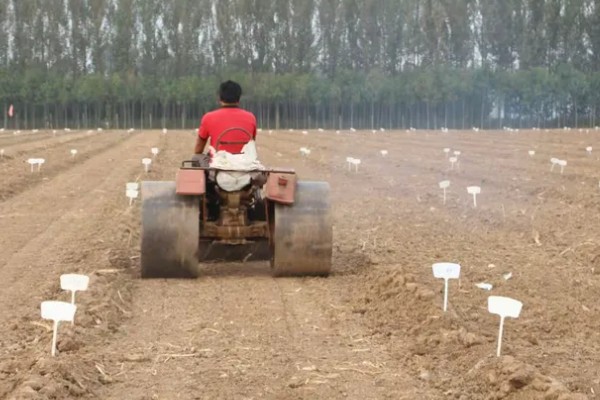怎么种小麦,播种前一定要进行催芽处理和拌种