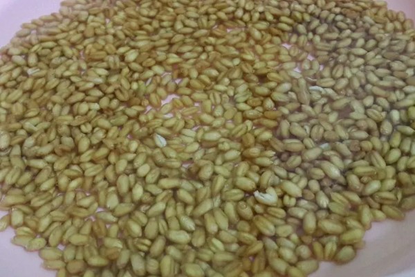 怎么种小麦,播种前一定要进行催芽处理和拌种