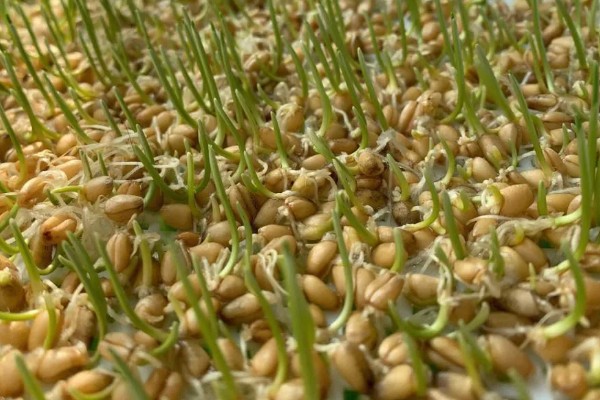 怎么种小麦,播种前一定要进行催芽处理和拌种