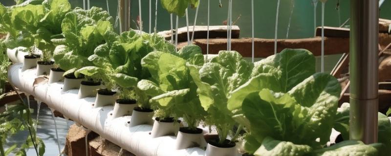 鱼菜共生技术的简介，结合水培蔬菜和水产养殖
