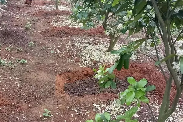 柚子开花怎么让它结果，摇动树干有助于花朵授粉