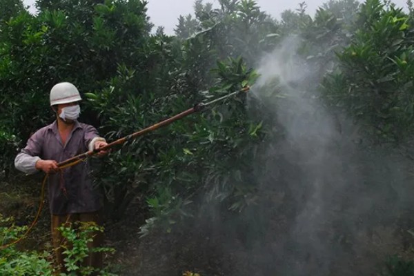 柚子开花怎么让它结果，摇动树干有助于花朵授粉