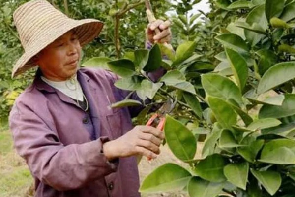 柚子开花怎么让它结果，摇动树干有助于花朵授粉
