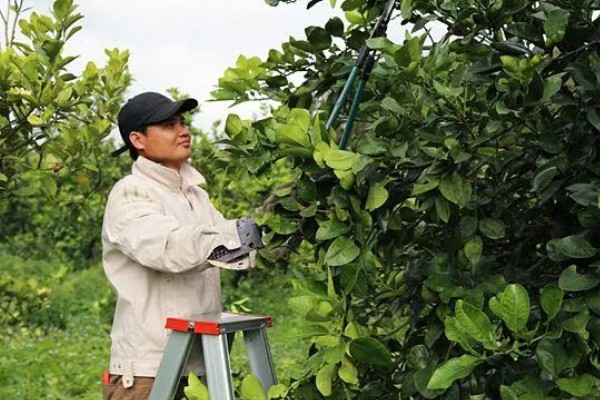 柚子开花怎么让它结果，摇动树干有助于花朵授粉