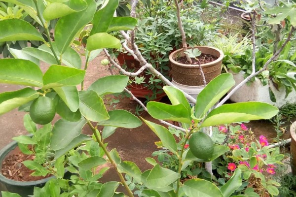 柚子开花怎么让它结果，摇动树干有助于花朵授粉