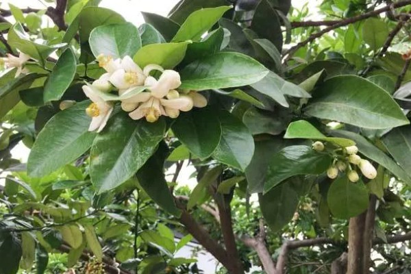 柚子开花怎么让它结果，摇动树干有助于花朵授粉
