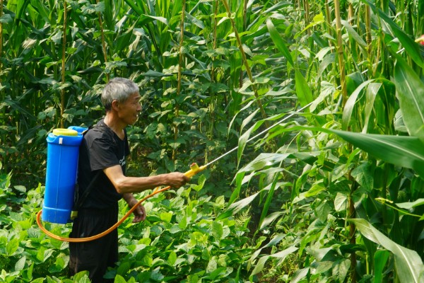 吡虫啉是不是有机磷农药，属于氯化烟酰类杀虫剂