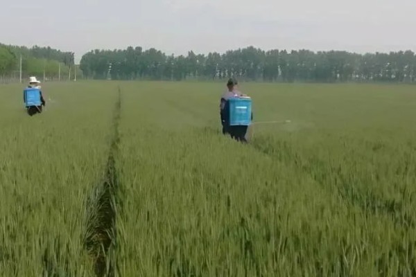 怎么使用烯唑醇，根据防治对象决定用法