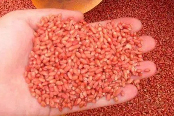 怎么使用烯唑醇，根据防治对象决定用法