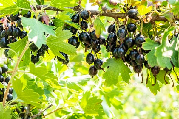 怎么使用烯唑醇，根据防治对象决定用法