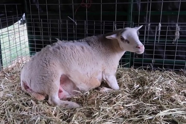 刚出生的小羊拉稀如何治疗,可肌注氟苯尼考注射液