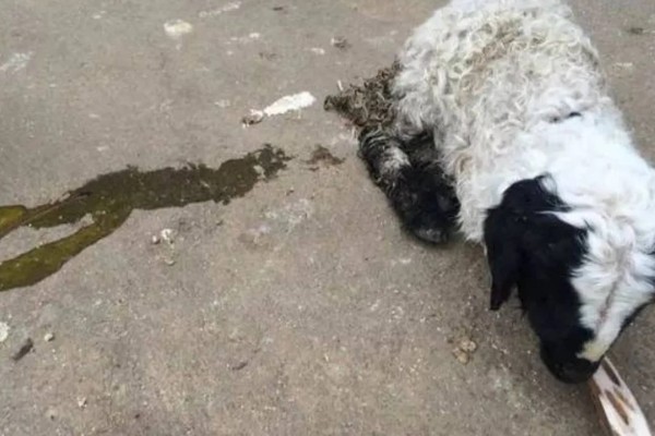 刚出生的小羊拉稀如何治疗,可肌注氟苯尼考注射液