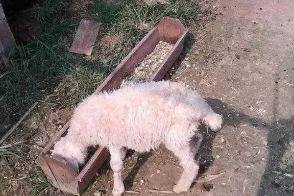 刚出生的小羊拉稀如何治疗,可肌注氟苯尼考注射液