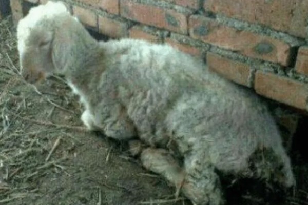 刚出生的小羊拉稀如何治疗,可肌注氟苯尼考注射液