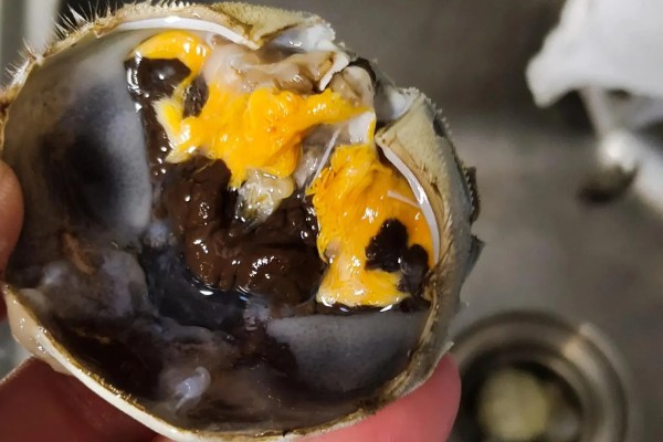 母蟹黄上的黑色是什么，是受精卵已经发育完成