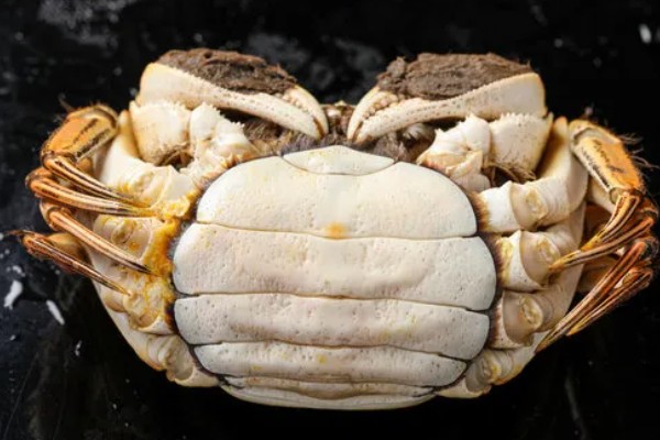 母蟹黄上的黑色是什么，是受精卵已经发育完成