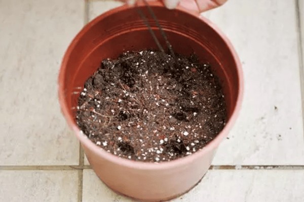 怎么在室内种植蒜黄，每隔2-3天浇灌一次