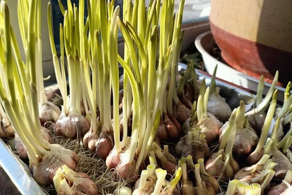 怎么在室内种植蒜黄，每隔2-3天浇灌一次