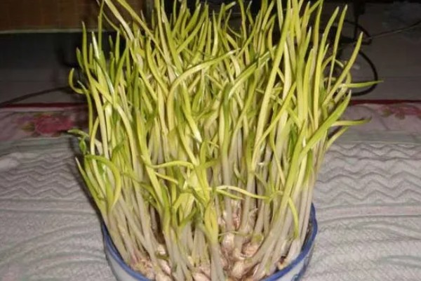 怎么在室内种植蒜黄，每隔2-3天浇灌一次