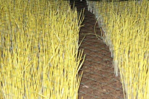 怎么在室内种植蒜黄，每隔2-3天浇灌一次