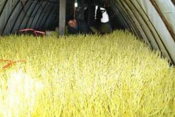 怎么在室内种植蒜黄，每隔2-3天浇灌一次