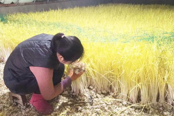 怎么在室内种植蒜黄，每隔2-3天浇灌一次