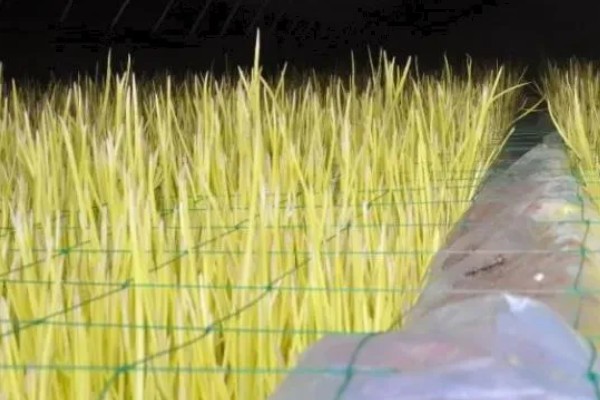 怎么在室内种植蒜黄，每隔2-3天浇灌一次