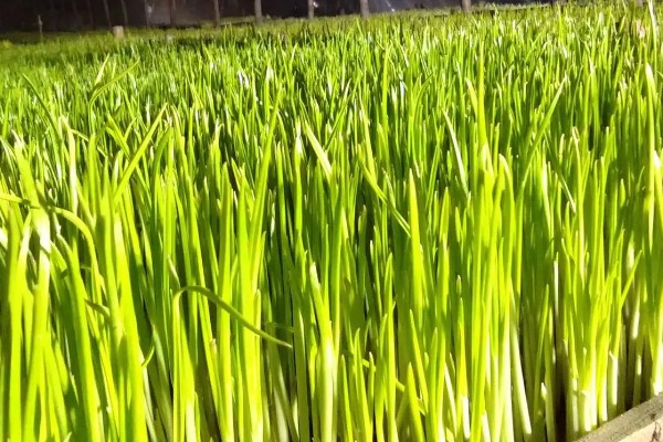 怎么在室内种植蒜黄，每隔2-3天浇灌一次