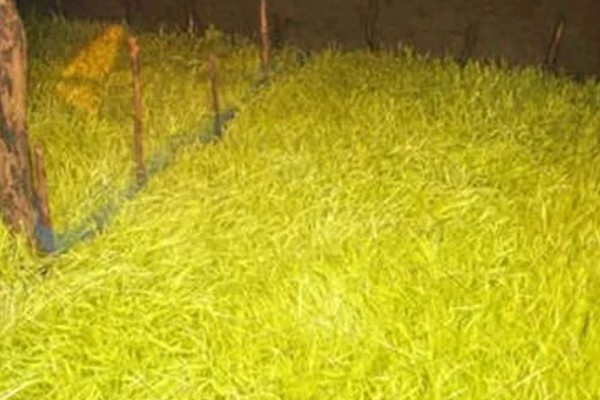 怎么在室内种植蒜黄，每隔2-3天浇灌一次