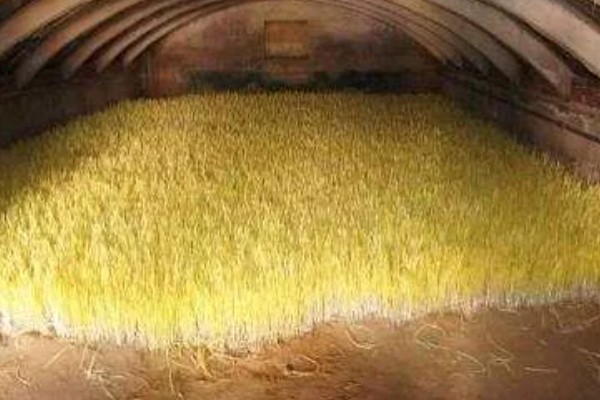 怎么在室内种植蒜黄，每隔2-3天浇灌一次