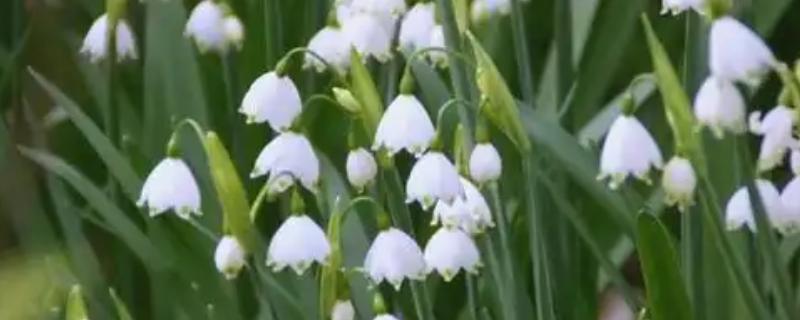 夏雪片莲的种植方法，以播种、分球繁殖为主