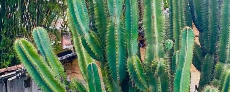 仙人柱的生长条件，选择透气性强且疏松的土壤种植