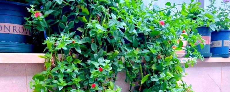 夏季如何养殖牡丹吊兰，每隔3-4天浇一次水