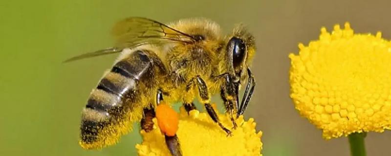 冬季如何正确养蜂，要选择背风向阳的地方越冬