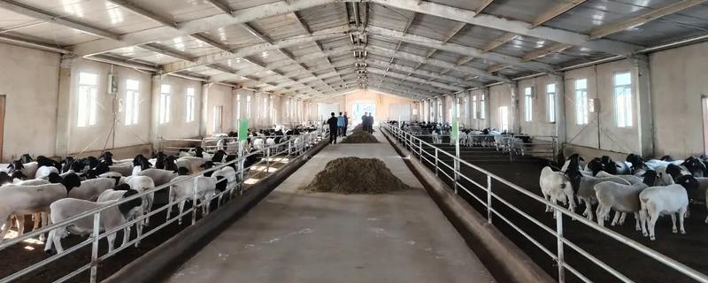 羊冬天要保暖吗，羊冬天需要保暖