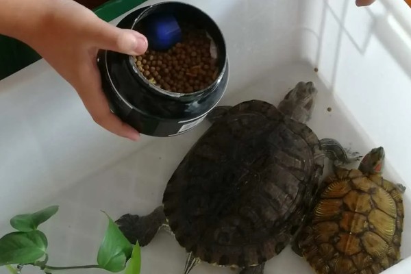 饵料鱼能不能用来喂小乌龟，可以饲喂但营养单一